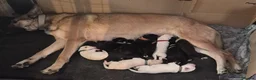 Mixed Breed dogs for sale: Belgian malinios x Dalmatian puppies 10 weeks old  in Oxford - Advert 1