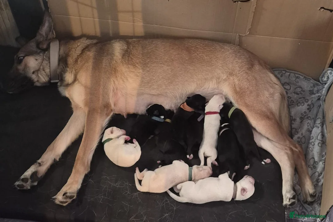Mixed Breed dogs for sale: Belgian malinios x Dalmatian puppies 10 weeks old  in Oxford - Advert 1