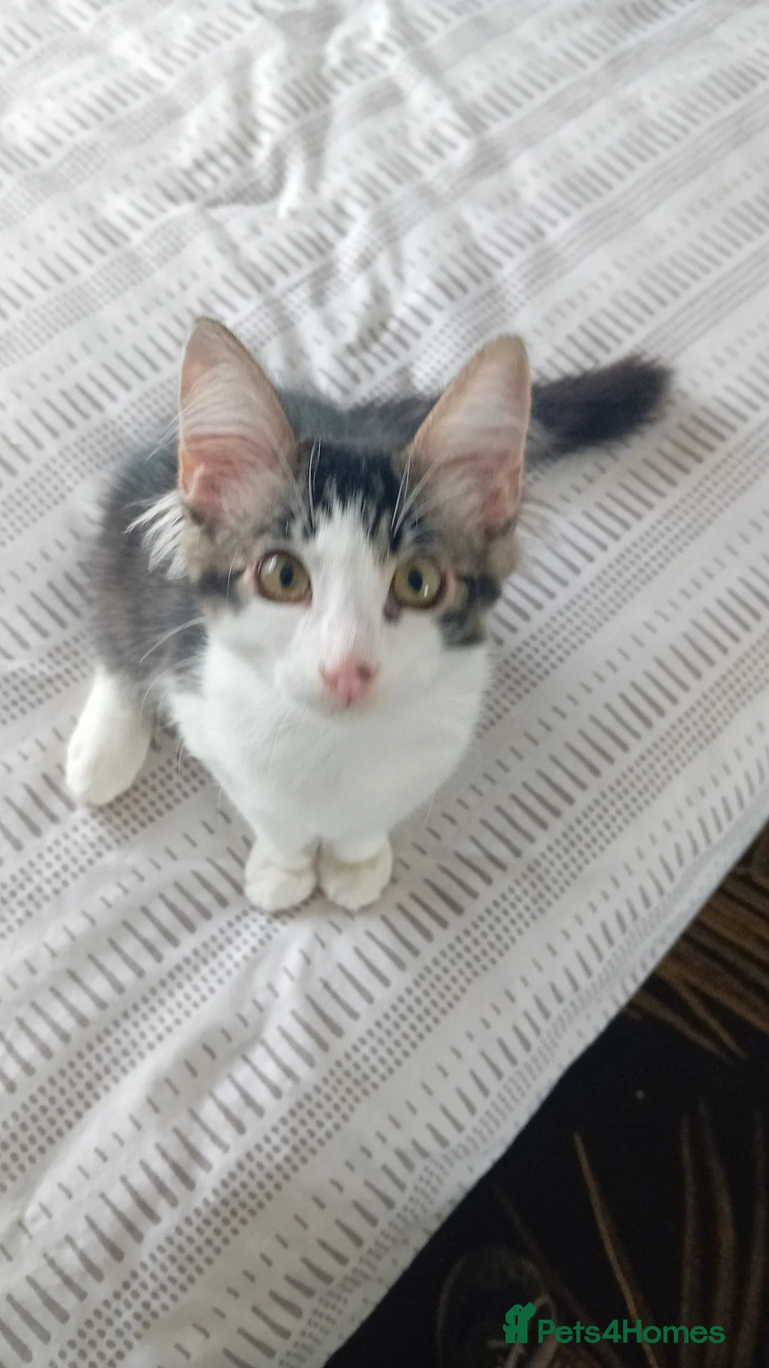 Mixed Breed cats for sale: 🐾 Four Gorgeous Bengal Cross Male Kittens 🐾 - Advert 10