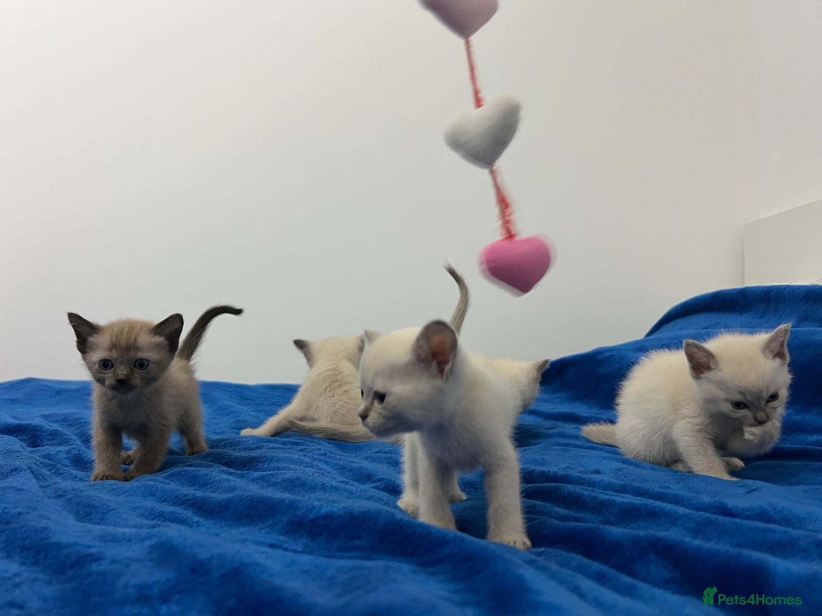 Mixed Breed cats Lovely Tonkinese(Burmese/Siamese) - Advert 13