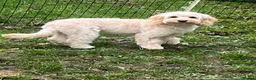 Cockapoo dogs for sale: Narla female cockerpoo  in Glastonbury - Advert 14