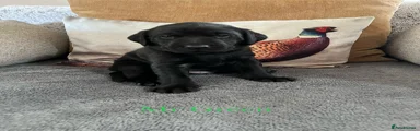 Labrador Retriever Puppy 5