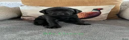 Labrador Retriever dogs for sale: Last male pup! Stunning KC Registered working lab. - Advert 19