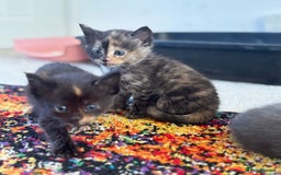 Maine Coon cats for sale: Half main coon kittens  - Image 13