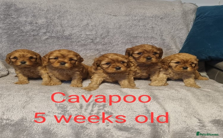 Cavapoo dogs - Advert 5