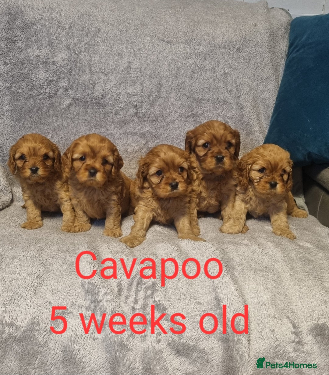 Cavapoo dogs for sale: beautiful fox red miniature cavapoo puppies - Image 1