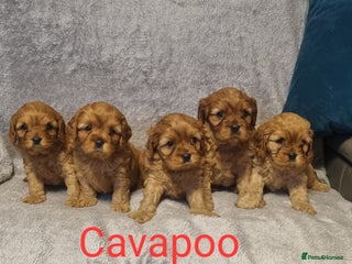 Cavapoo dogs - Advert 3