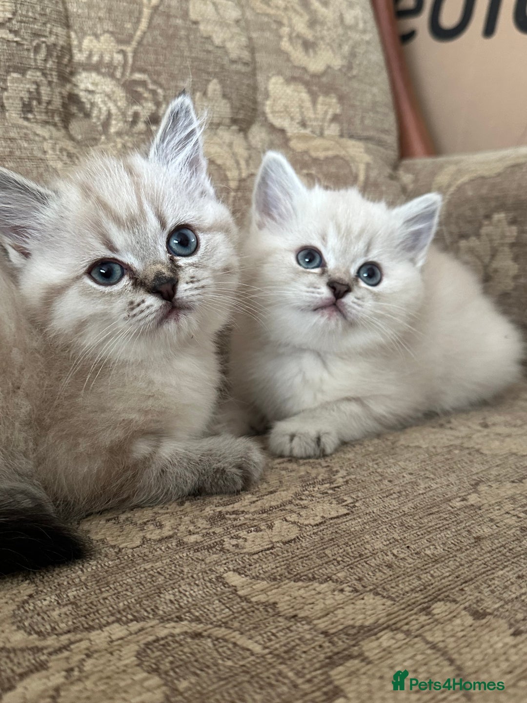Siberian cats for sale: Adorable Siberian Neva Kittens - Advert 4