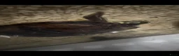 Terrapin reptiles for sale: Terrapin  in Glasgow - Advert 1