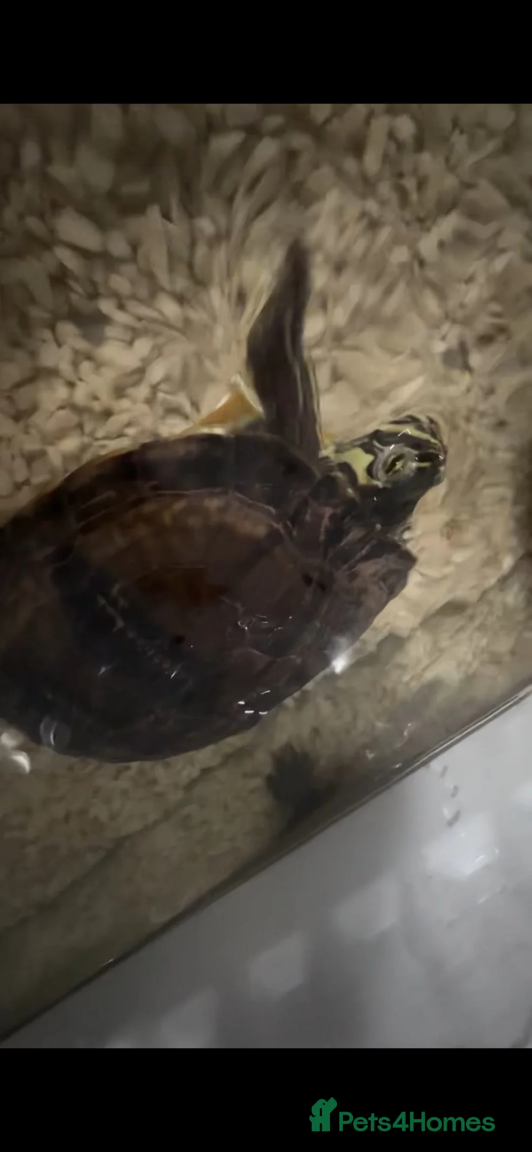 Terrapin reptiles for sale: Terrapin  in Glasgow - Advert 1