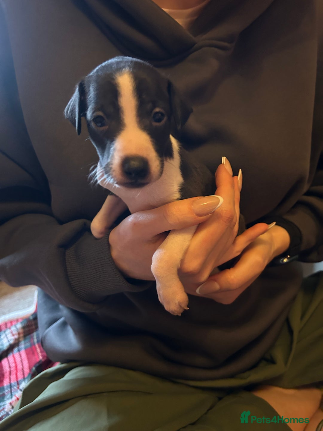 Italian Greyhound dogs for sale: Italian greyhound pups  - Advert 12