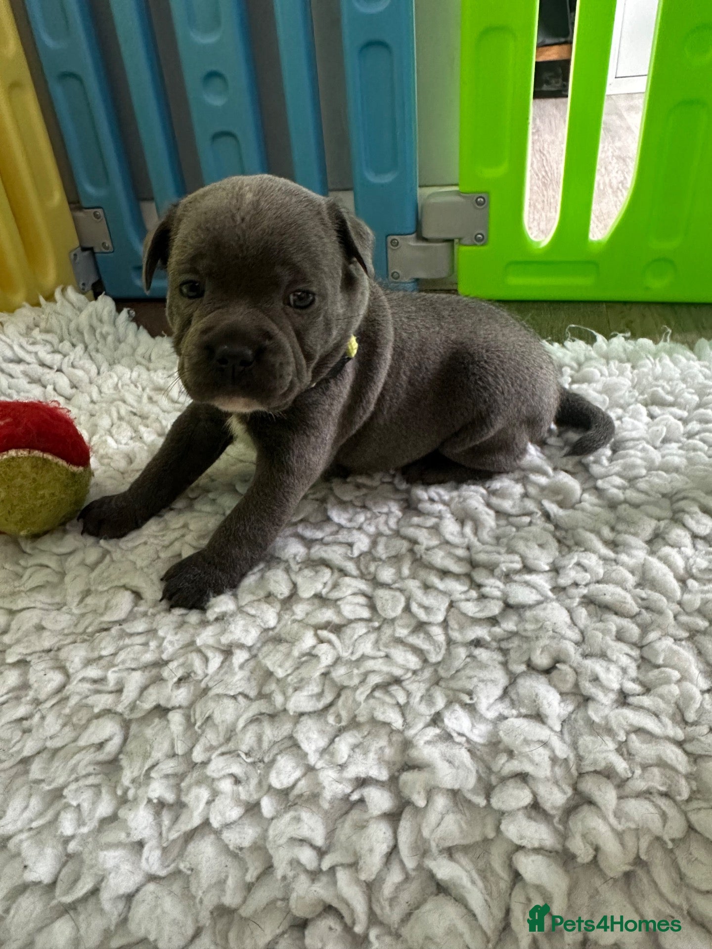 Staffordshire Bull Terrier dogs for sale: Gorgeous Blue Staffy pups ready to leave 21st Nov  - Advert 2
