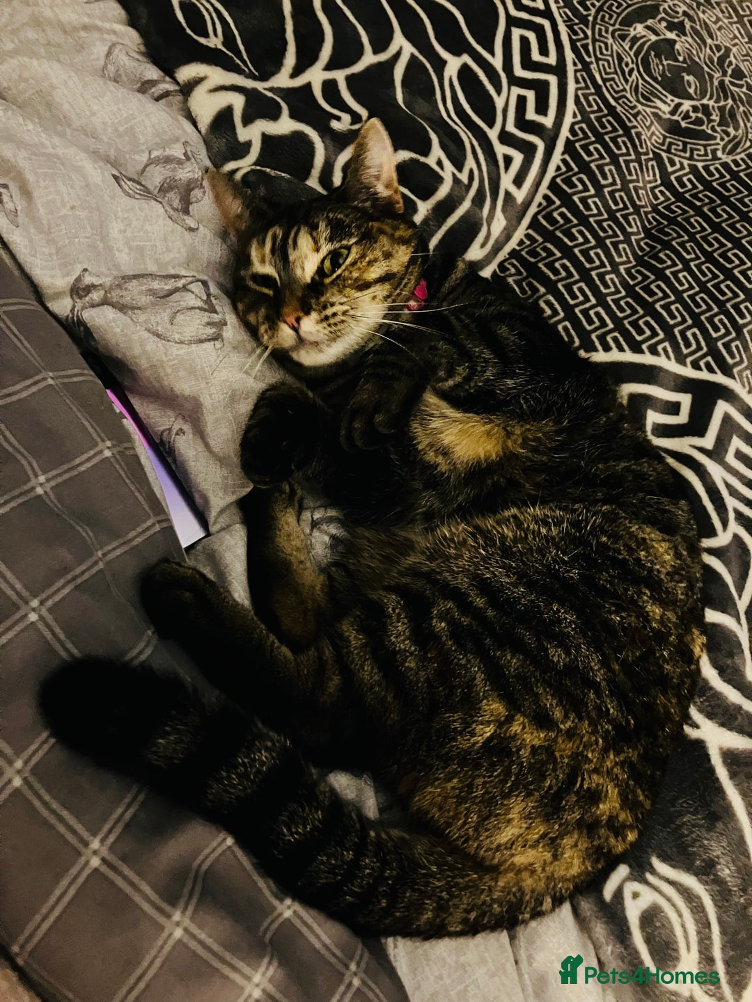 Mixed Breed cats for sale: Adult female tabby  - Advert 4