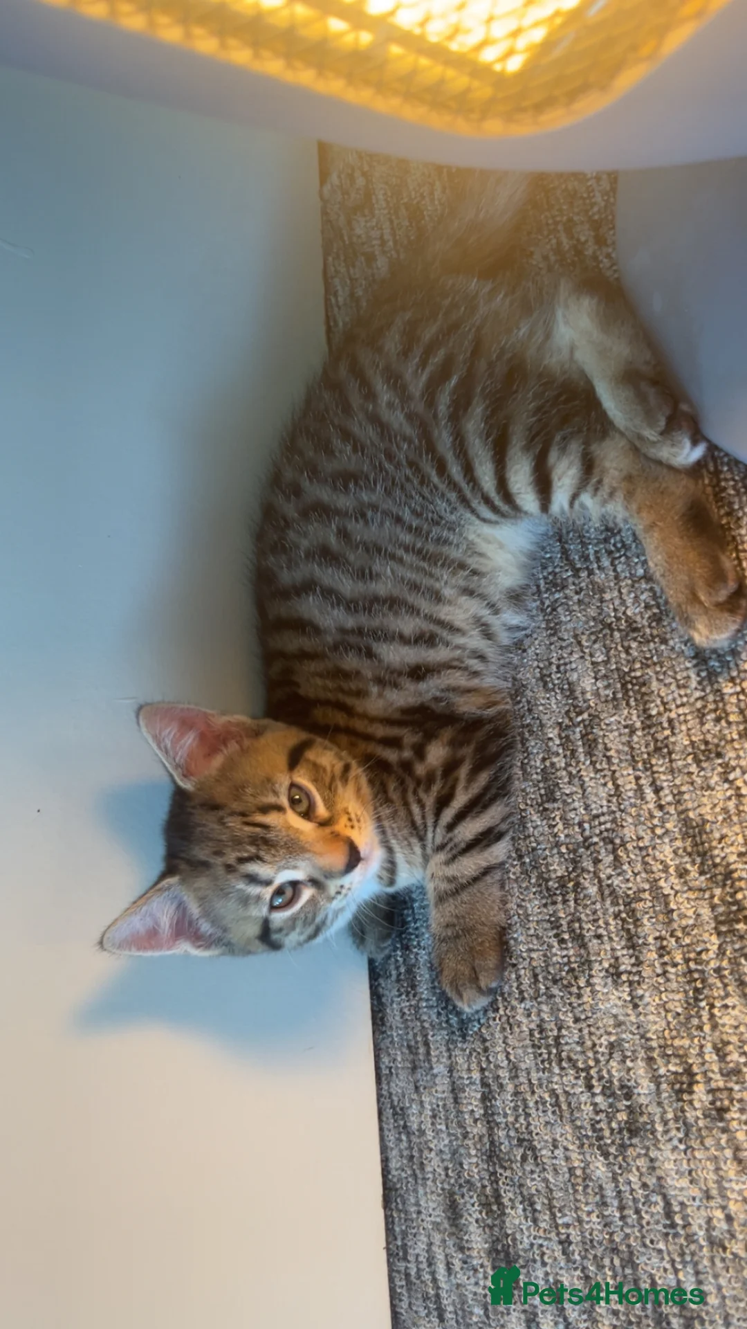 British Shorthair cats for sale: Male and female kitten 🤎 - Advert 2