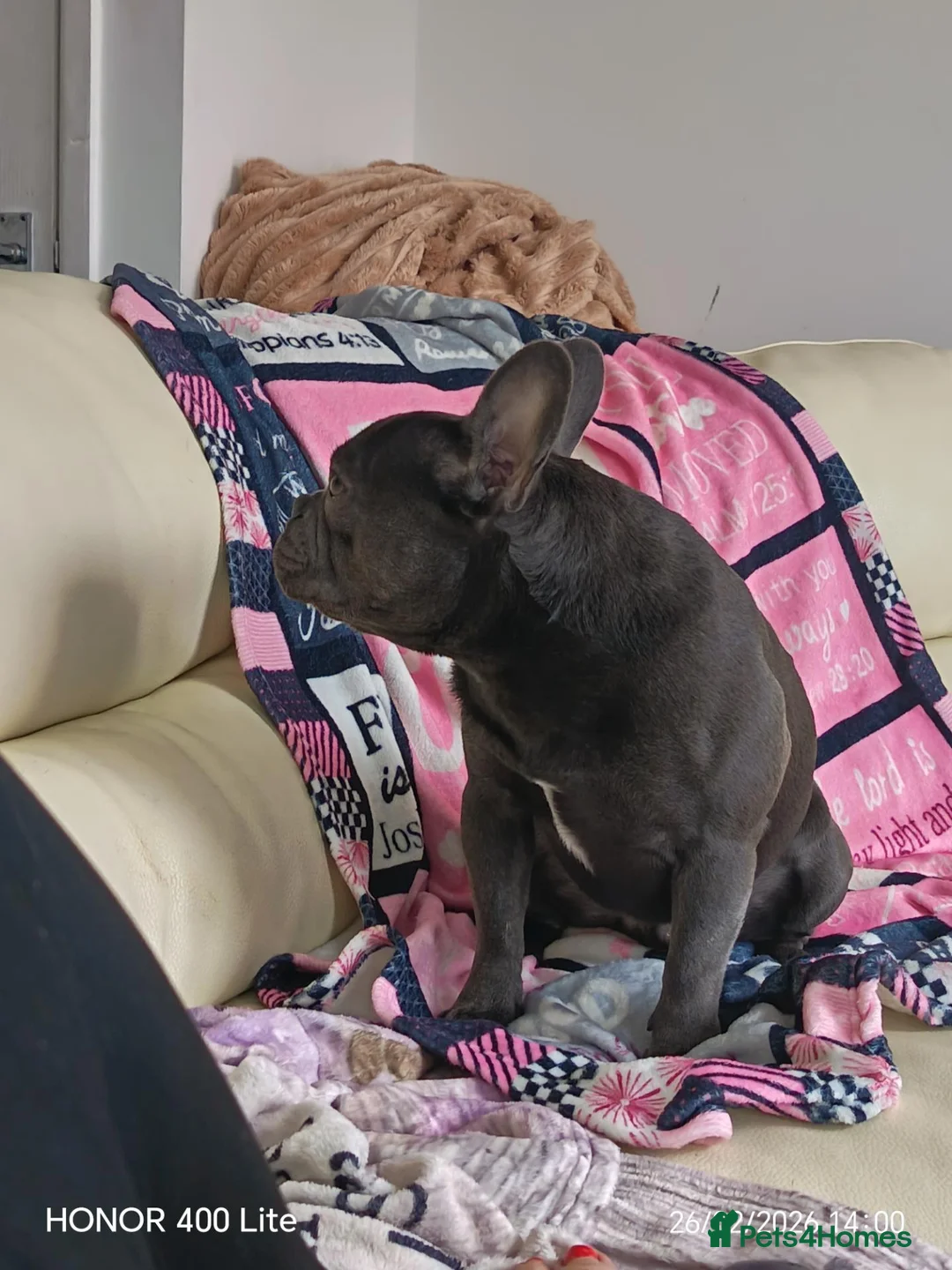French Bulldog dogs for stud: Mr Louie Beans  in Bournemouth - Advert 8