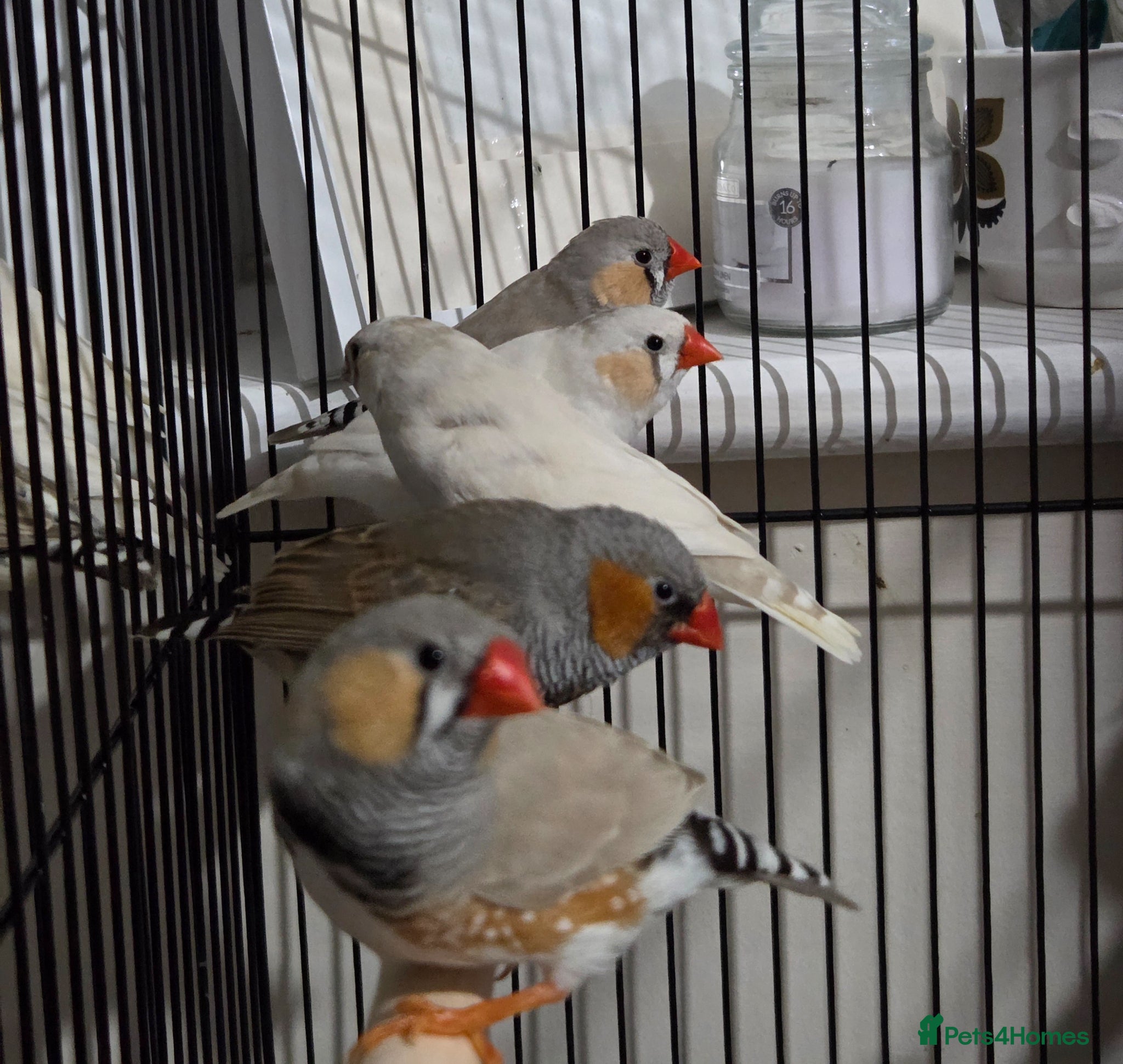 Finches birds Mix Aviary born Zebra Finch - Advert 2