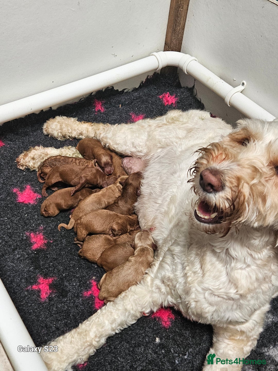 Mixed Breed dogs for sale: FULLY HEALTH TESTED FOX RED MINIATURE COCKAPOOS  - Image 4