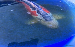Koi Carp fish for sale: Koi fish - Image 4