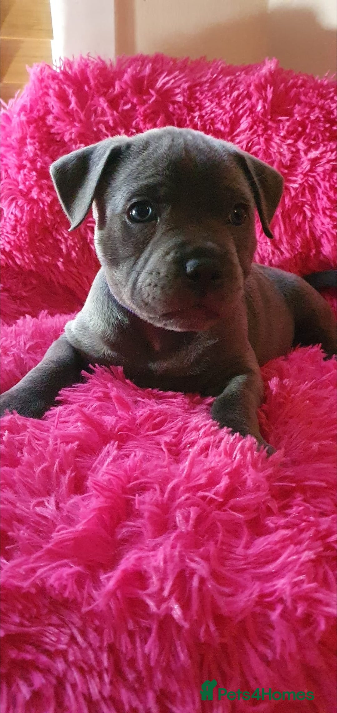 Staffordshire Bull Terrier dogs for sale: ❤️❤️ Ready for forever home ❤️❤️ - Advert 15