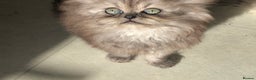 Persian cats for sale: Unique beautiful Persian kittens  - Advert 3