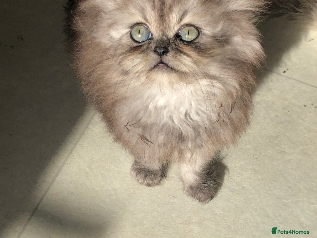 Persian cats for sale: Unique beautiful Persian kittens  - Image 3