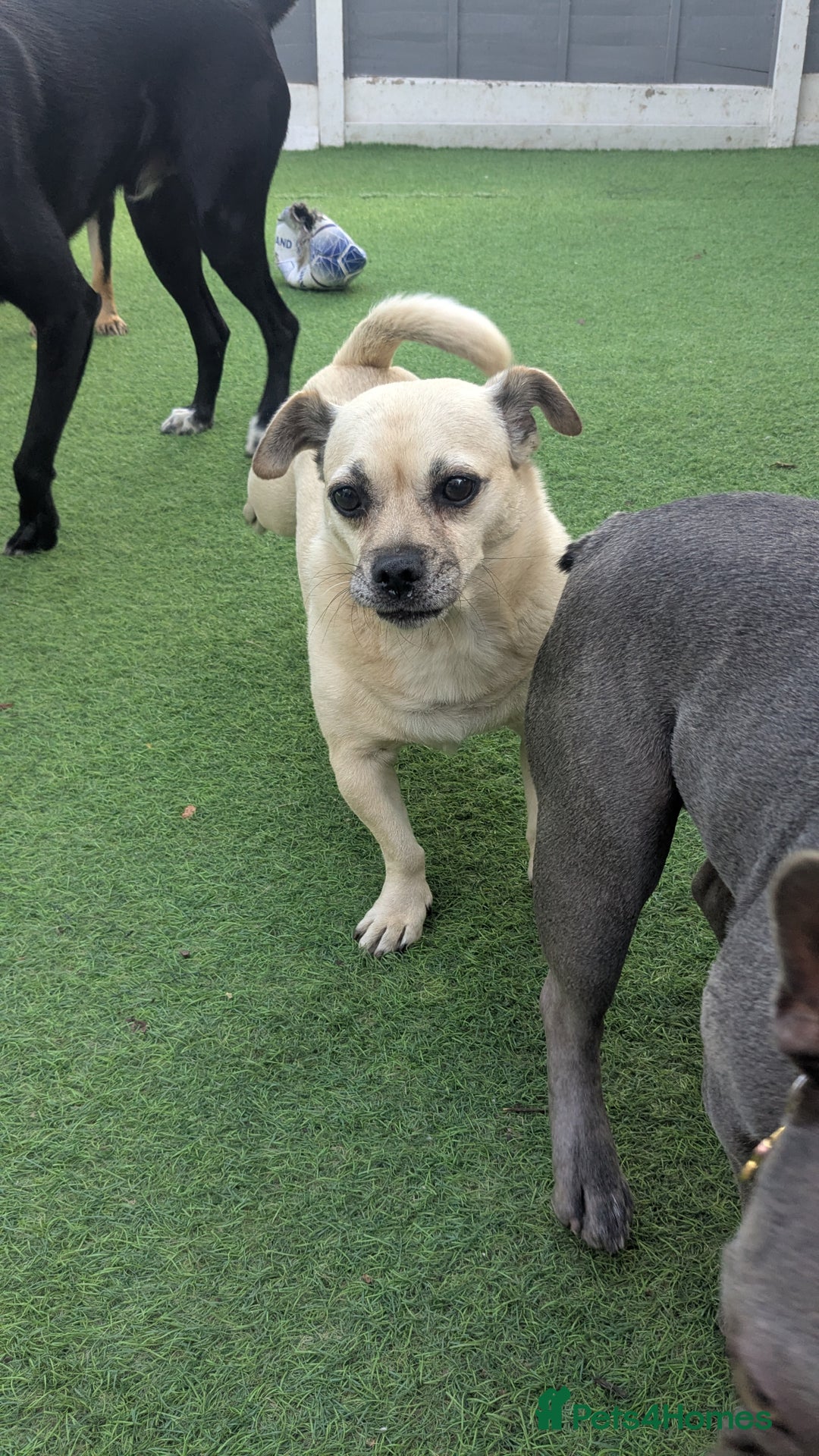 Jug dogs for sale: Sophie is looking for a calm home - Image 3