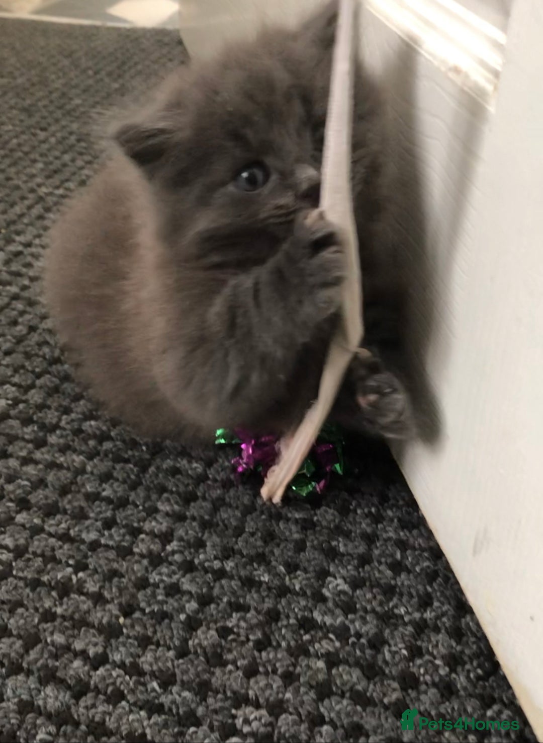 Mixed Breed cats for sale: Mix British long hair kitten(male) - Image 4