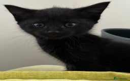 Mixed Breed cats for sale: 4  GORGEOUS TABBY/TORTOISHELL GIRLS.   - Image 33