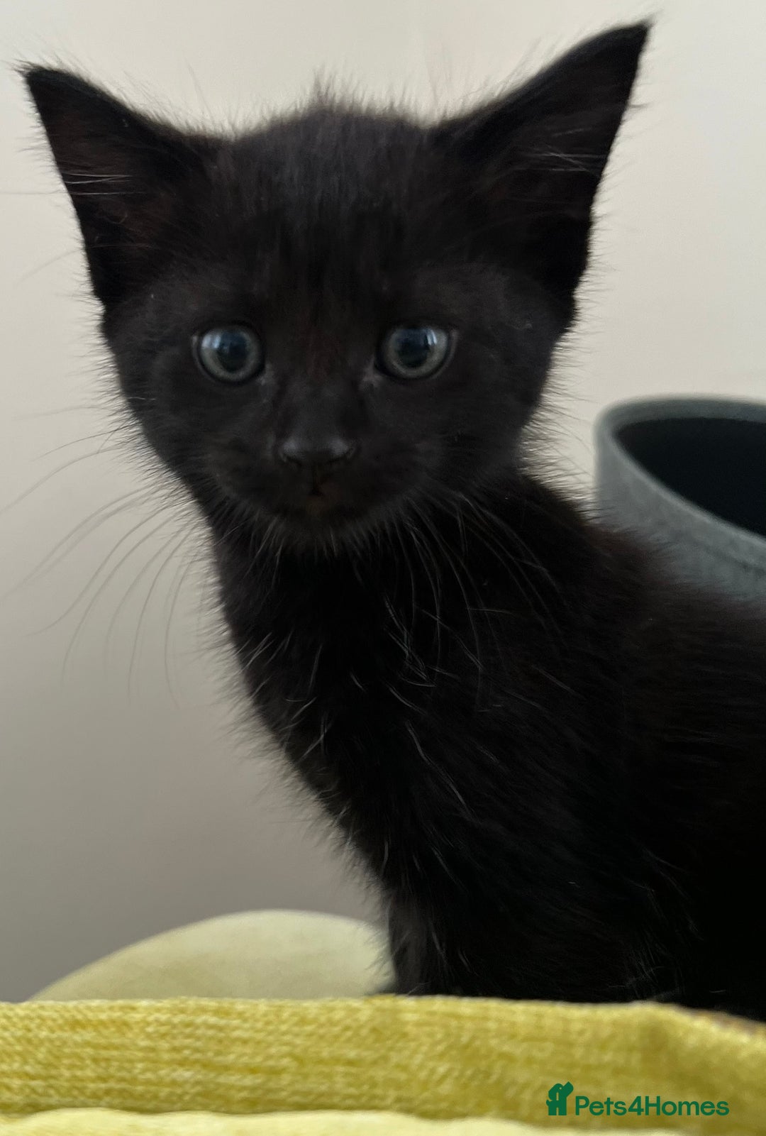 Mixed Breed cats for sale: 4  GORGEOUS TABBY/TORTOISHELL GIRLS.   - Image 33