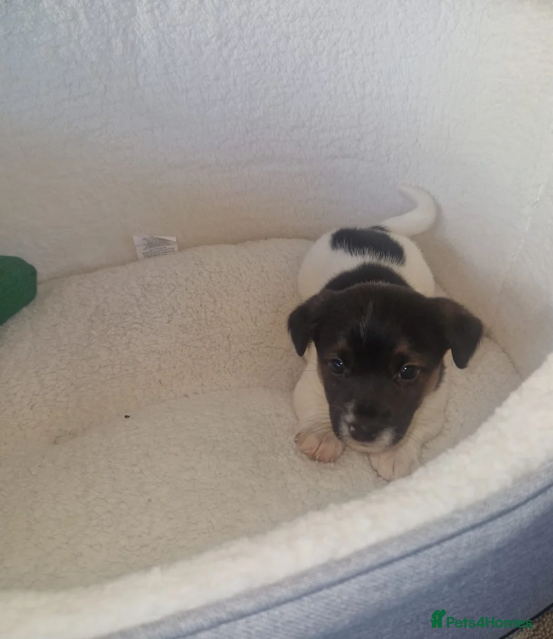 Jack Russell dogs for sale: Beautiful jack Russell puppy’s  - Advert 2