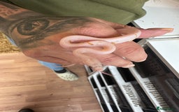 Corn Snake reptiles for sale: Corn snakes and leopard geckos babies - Image 10