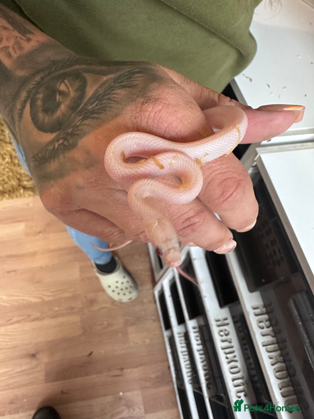 Corn Snake reptiles for sale: Corn snakes and leopard geckos babies - Image 10