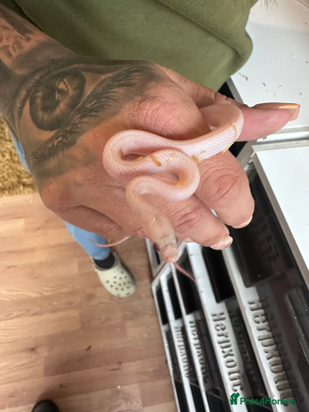 Corn Snake reptiles for sale: Corn snake hatchlings cb25 corn snakes  - Advert 6
