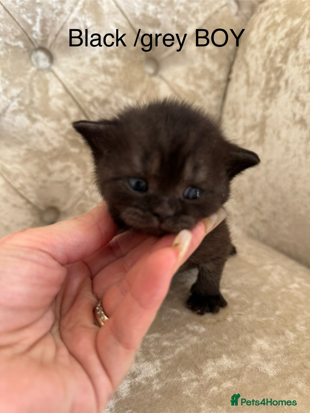 Scottish Fold cats for sale: Scottish fold/ Scottish striaght BSH kittens  - Image 30