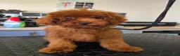 Toy Poodle dogs for sale: Asian toy poodle  - Advert 20