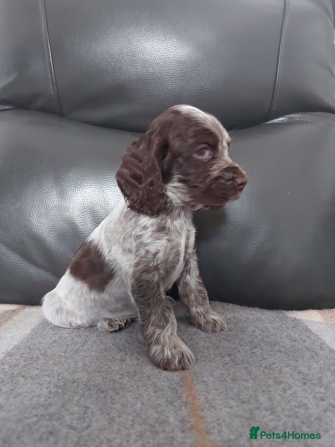Cocker Spaniel dogs for sale: 8 beautiful kc reg show cocker puppy for sale - Image 9