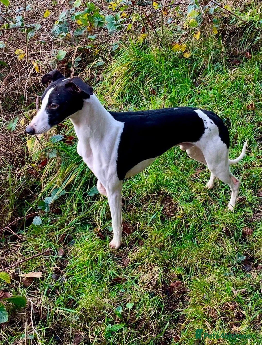 Whippet dogs for sale: Rare colours full pedigree KC Reg whippet pups  - Image 15