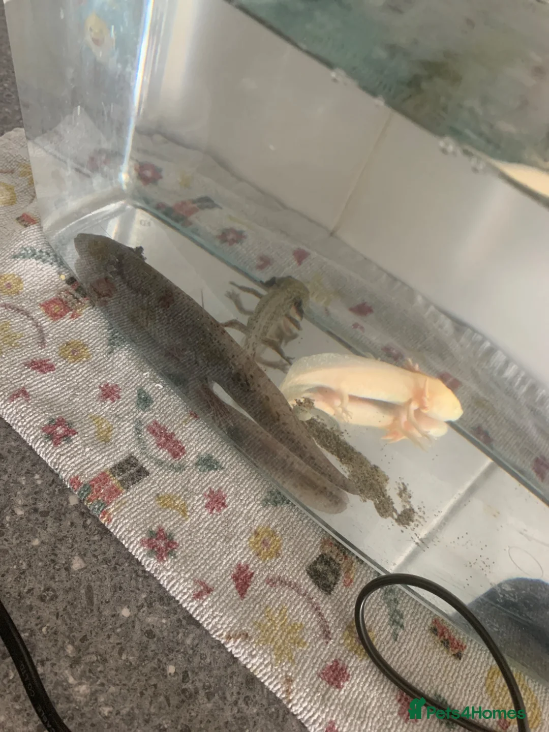 Axolotl reptiles for sale: 3 axolotl to go together  in Bodmin - Advert 1