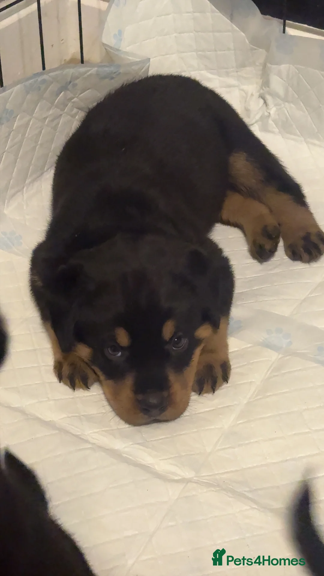 Rottweiler dogs for sale: Rottweiler puppies  - Advert 4