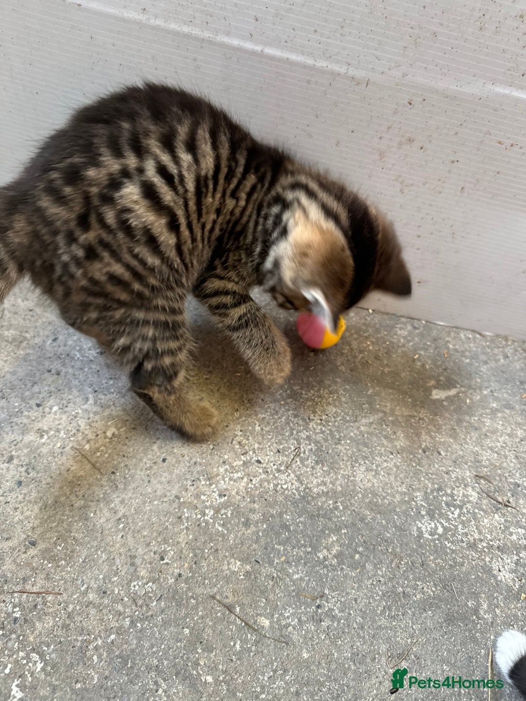 British Shorthair cats for sale: Beautiful kittens for sale - Image 37