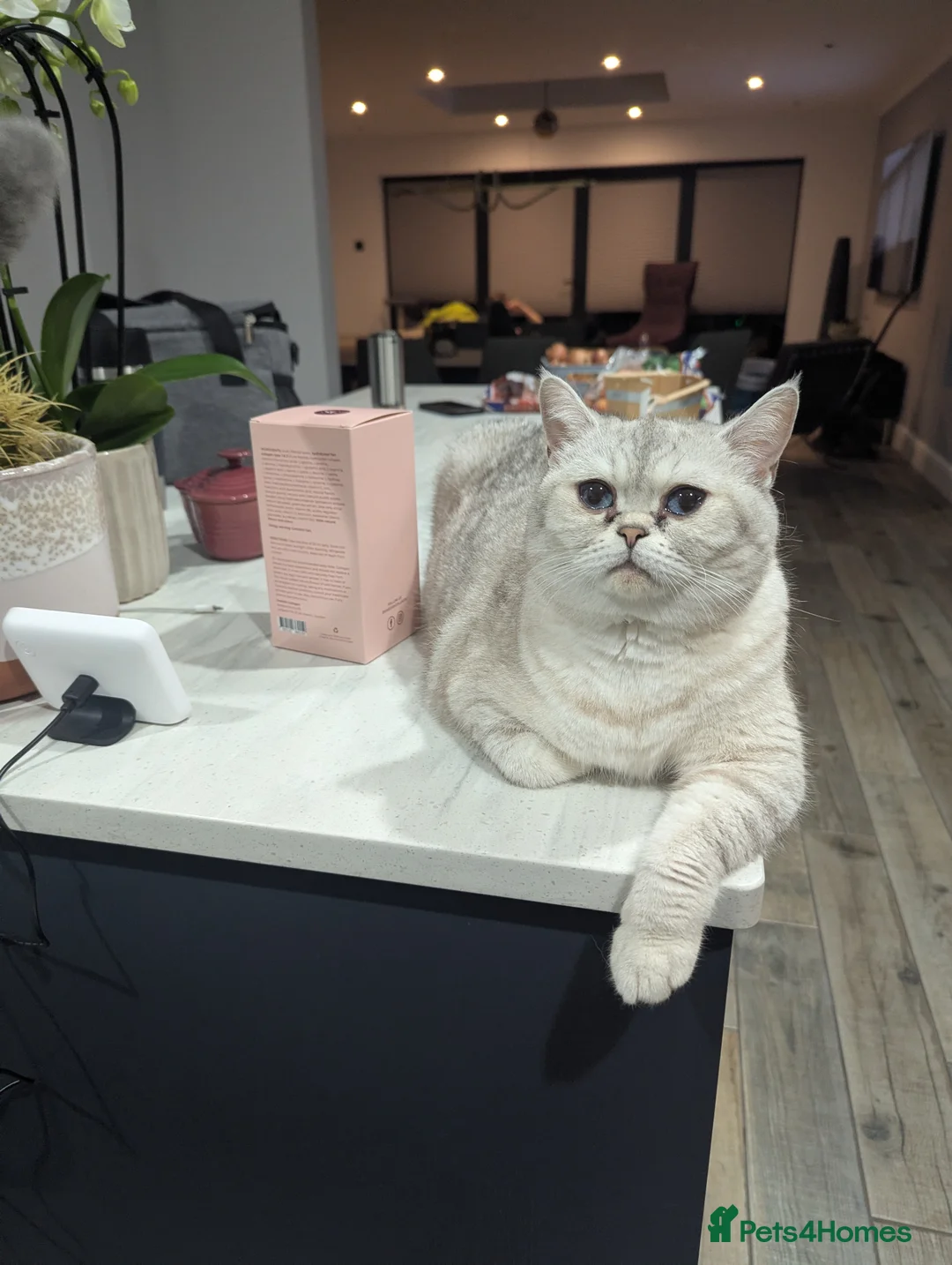 British Shorthair cats for sale: Beautiful British shorthair boys  - Advert 14