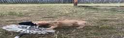 Staffordshire Bull Terrier dogs for sale: Gorgeous Staffordshire bullterrier pups - Advert 10