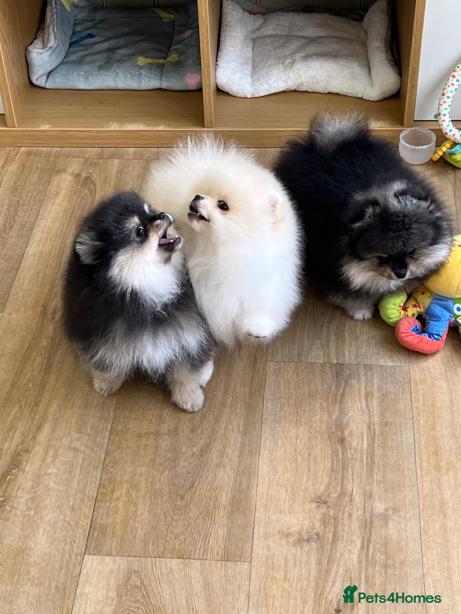 Pomeranian dogs Pom Puppies from Five Star breeder  - Advert 1