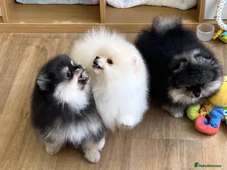 Pomeranian dogs Pom Puppies from Five Star breeder - Advert 2