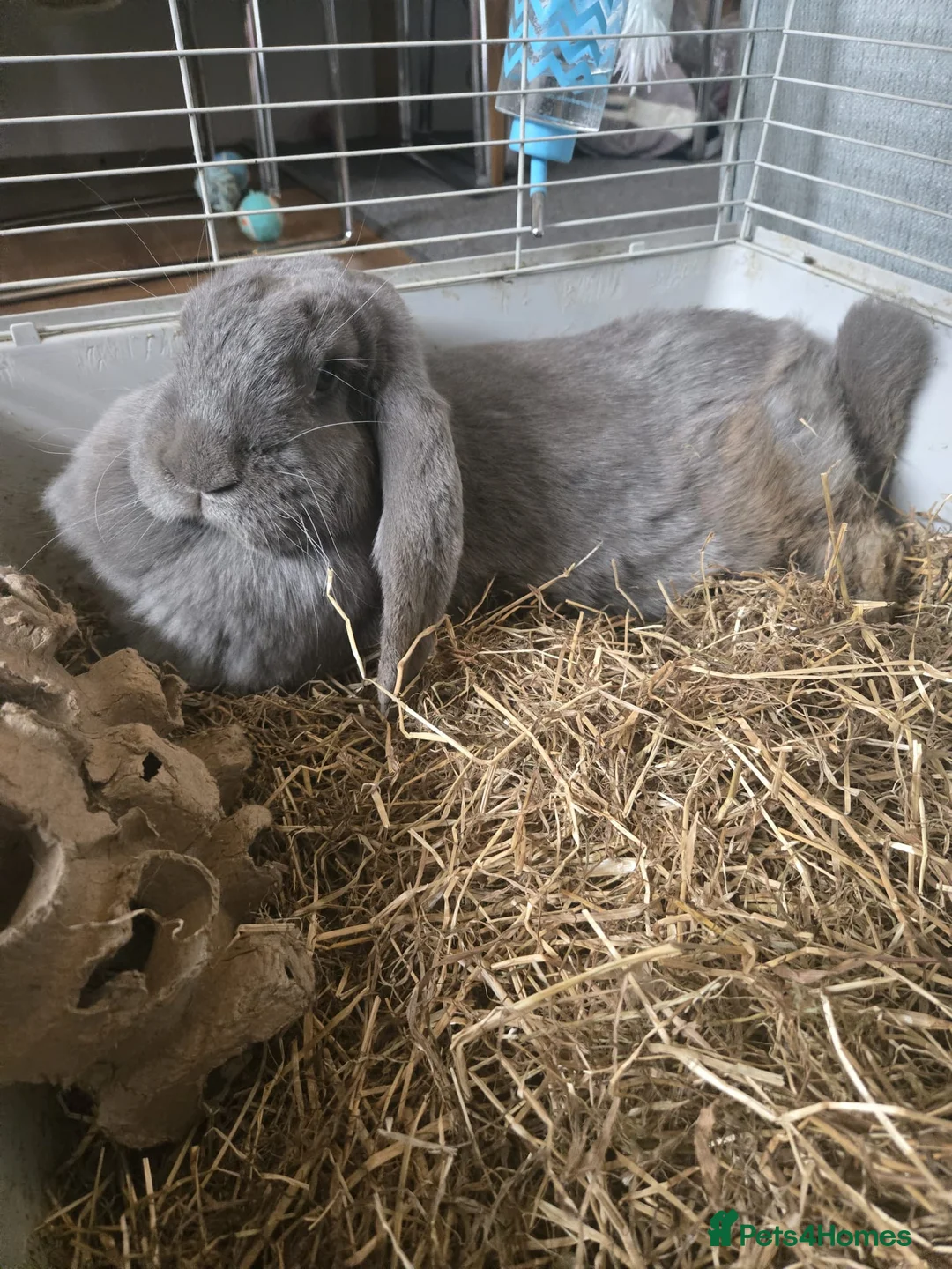 French Lop rabbits for sale: Rabbits  in Pembroke Dock - Advert 2