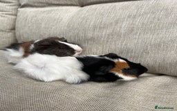 Mixed Breed rabbits for sale: 3 MALE RABBITS , 2 FEMALE GUINEA PIGS NEEd A HOME! - Image 4