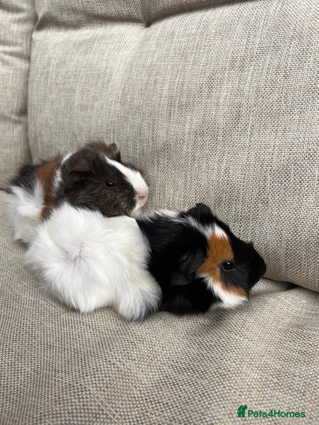 Mixed Breed rabbits for sale: 3 MALE RABBITS , 2 FEMALE GUINEA PIGS NEEd A HOME! - Image 4