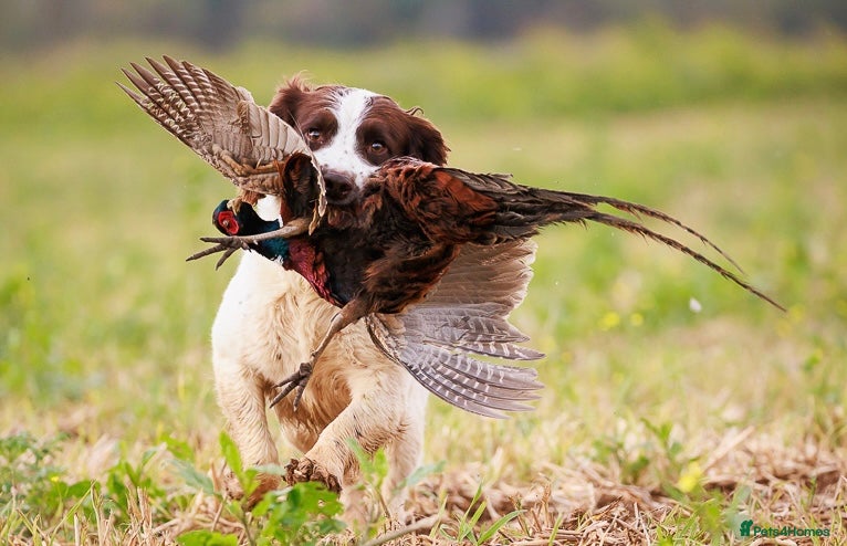 English Springer Spaniel dogs Working English Springer Spaniel for stud  - Advert 6
