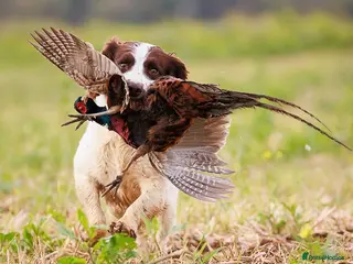 English Springer Spaniel dogs Working English Springer Spaniel for stud - Advert 2
