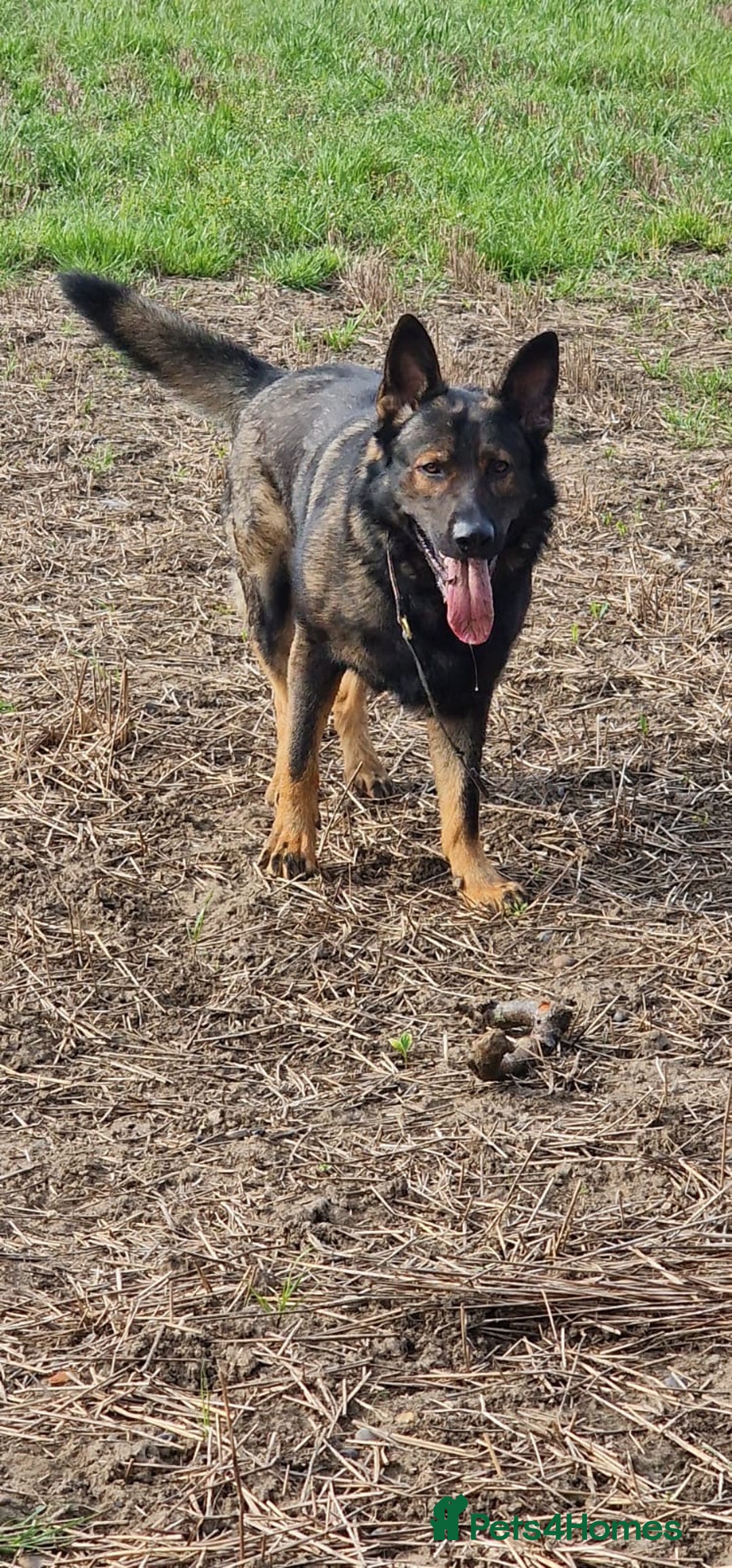 German Shepherd dogs for sale: Working ling German shepherd - Advert 3